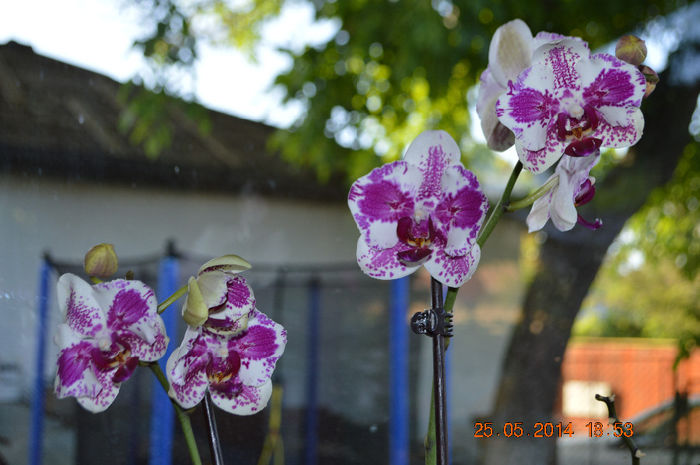 DSC_0571 - Phalaenopsis1
