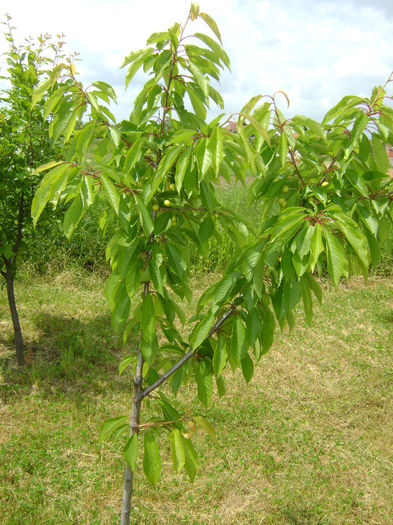 DSC08082 - pomi fructiferi