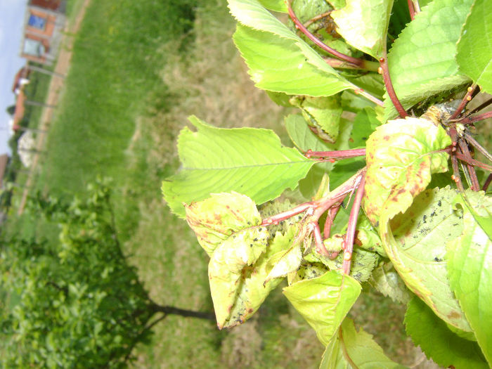 DSC08086 - pomi fructiferi