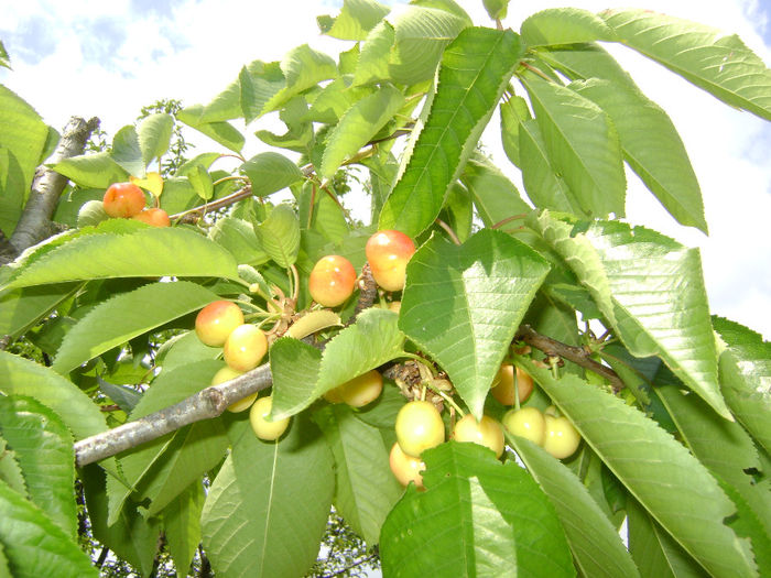 DSC08090 - pomi fructiferi