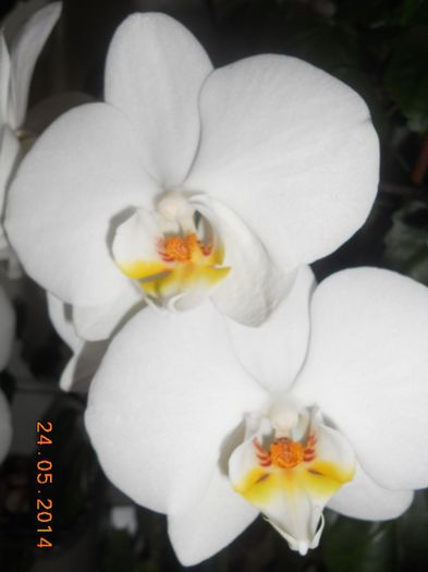 DSCN5156 - Orhidee 2011-2012-2013-2014-2015-2016