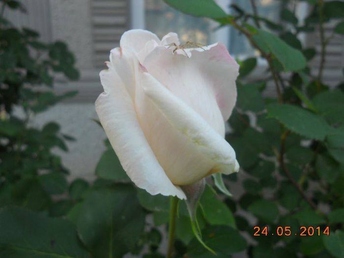 DSCN5158