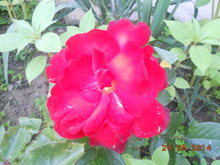DSCN5159