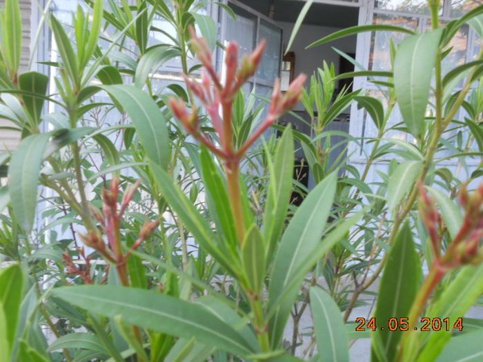 DSCN5160