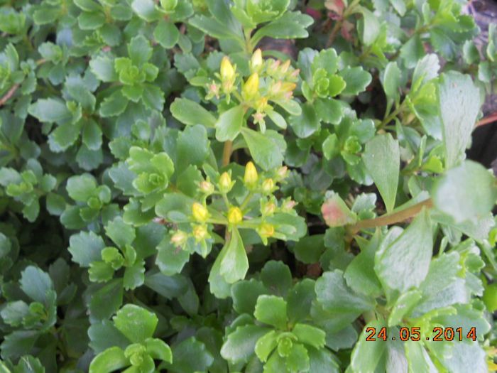 DSCN5166