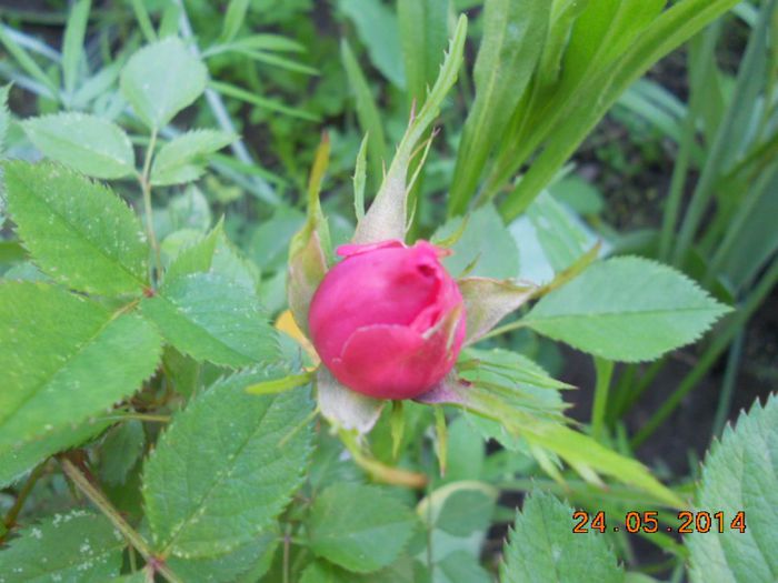 DSCN5169