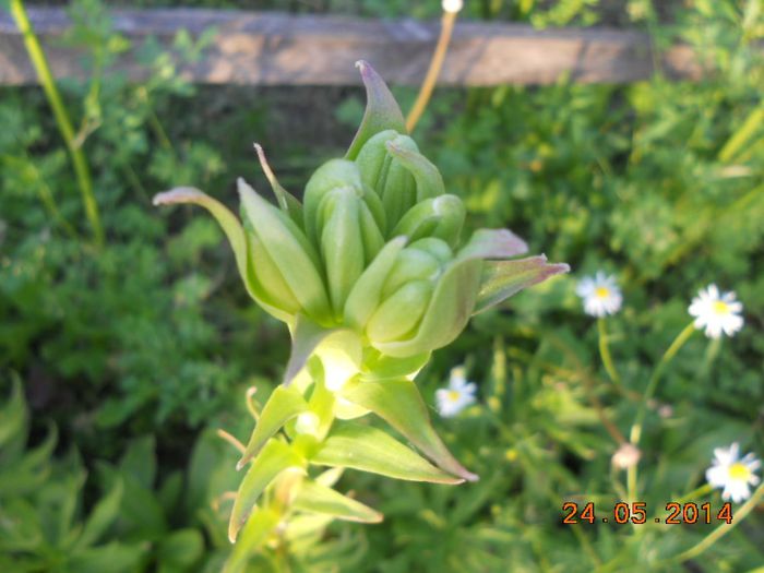 DSCN5171