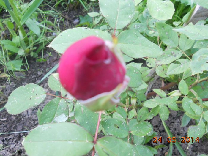 DSCN5175