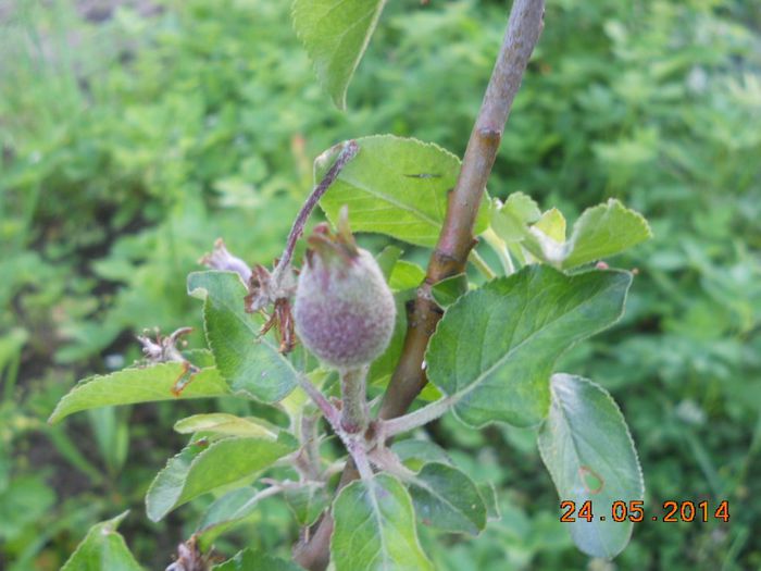 DSCN5176