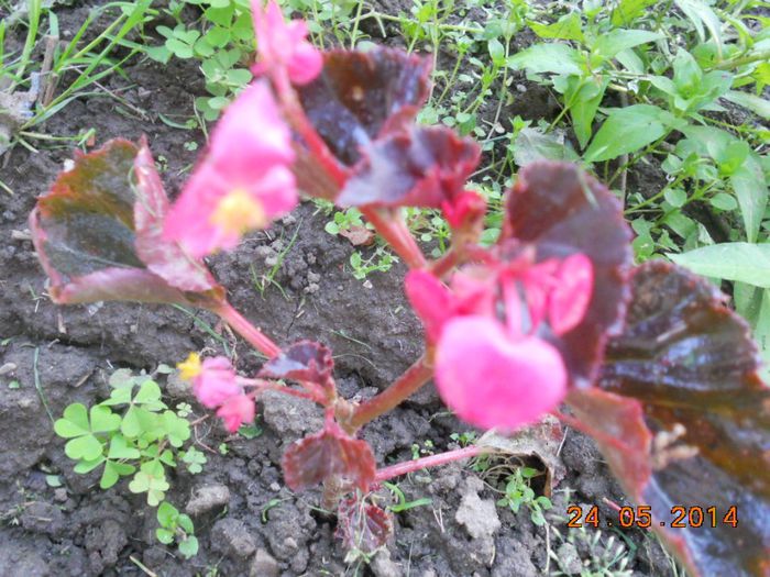 DSCN5187