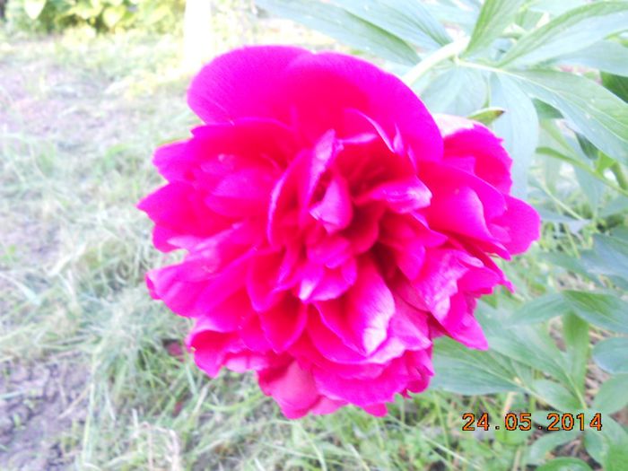 DSCN5191 - Oituz 2014