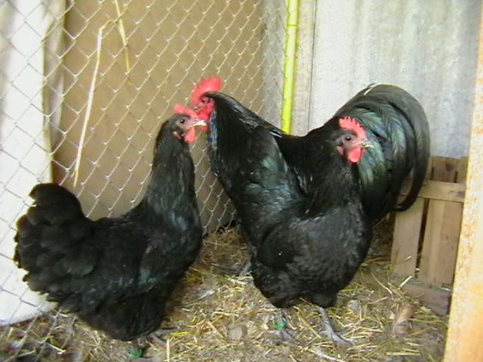 IMGA0201 - G AUSTRALORP NEGRU