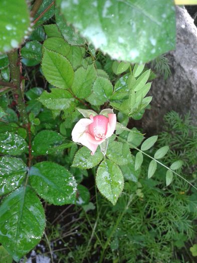 mini rosa - Trandafiri 2014