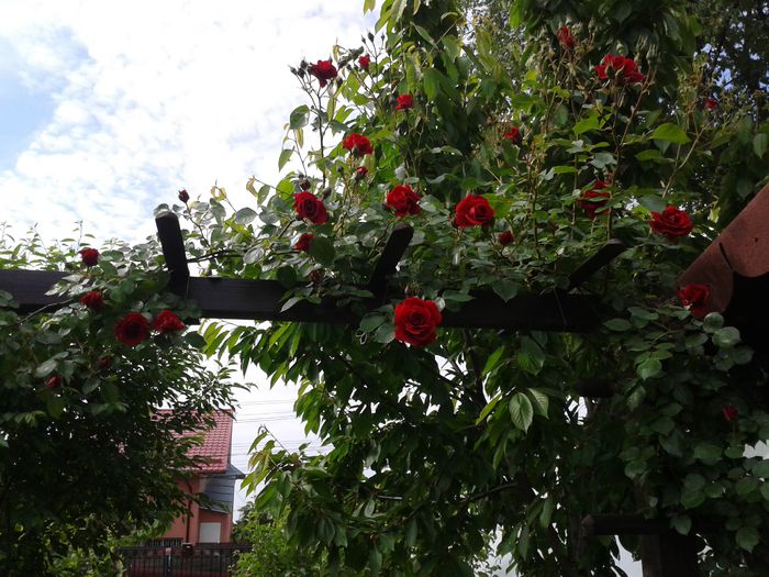 pergola bicolora:rosu galben - Trandafiri 2014