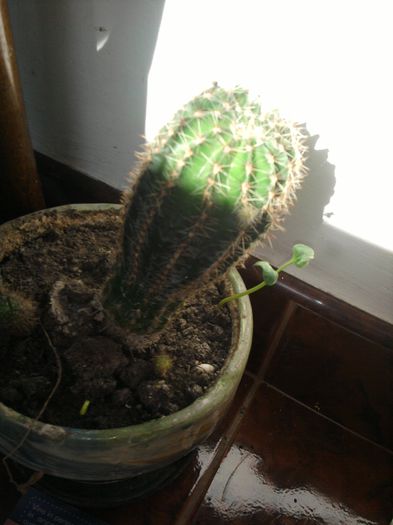 003 - Cactusi