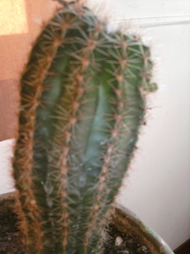 005 - Cactusi
