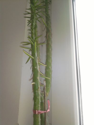 018 - Cactusi