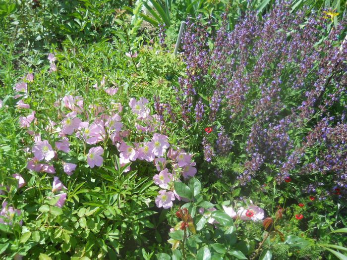 oenothera speciosa si salvia oficinallis
