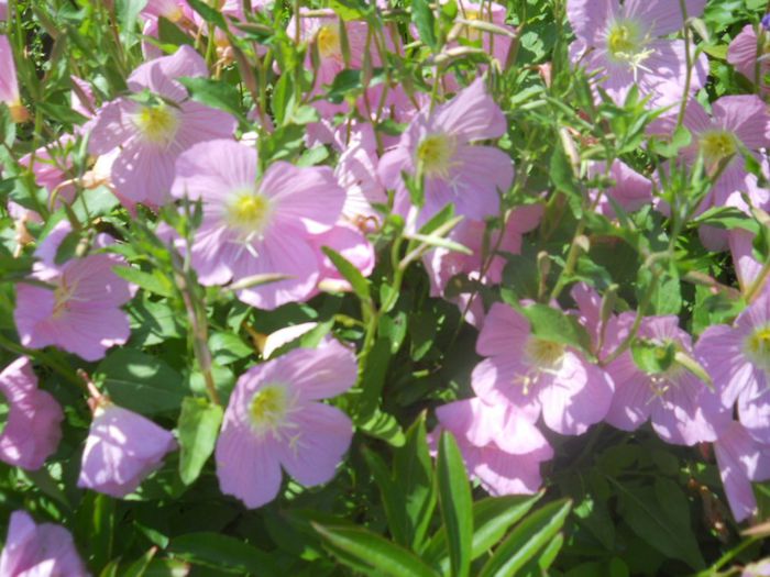 oenothera speciosa
