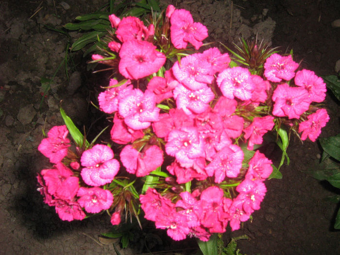 multe culori 003 - dianthus