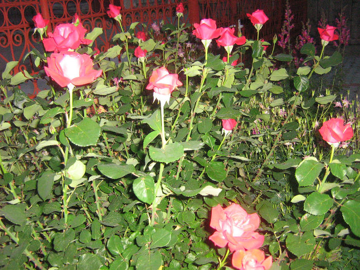 trandafiri 006