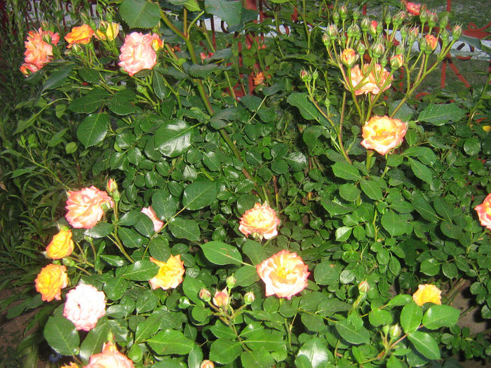 trandafiri 002