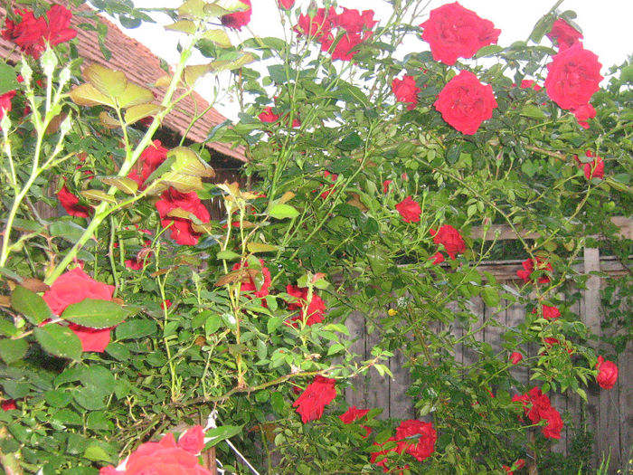 trandafiri 004