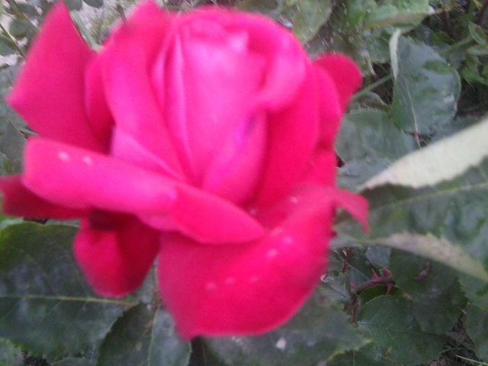 Fotografie0967 - roze2014