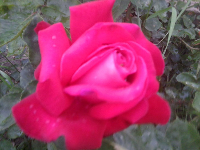 Fotografie0968 - roze2014