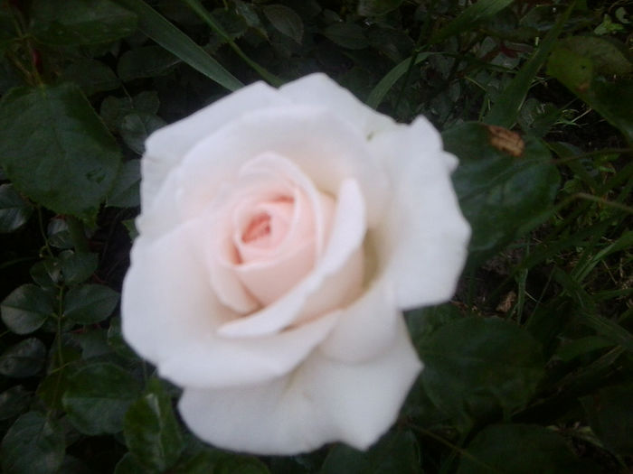 Fotografie0973 - roze2014