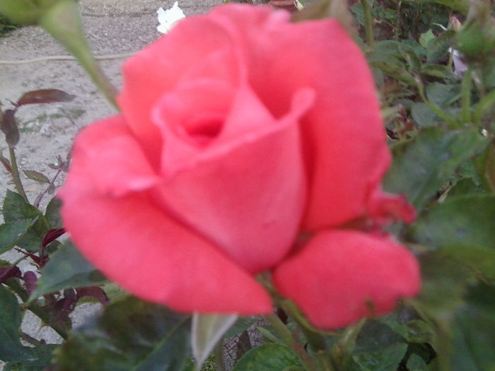 Fotografie0975 - roze2014