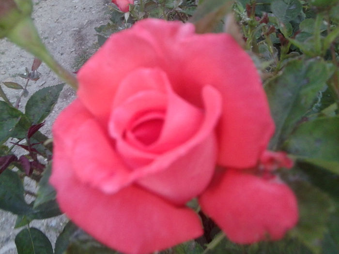Fotografie0976 - roze2014