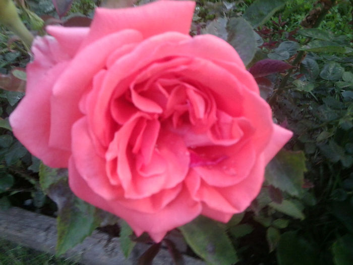Fotografie0979 - roze2014