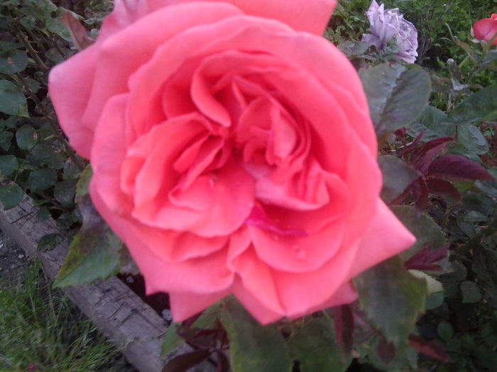 Fotografie0981 - roze2014