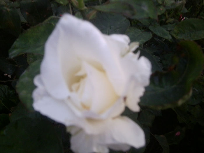 Fotografie0982 - roze2014