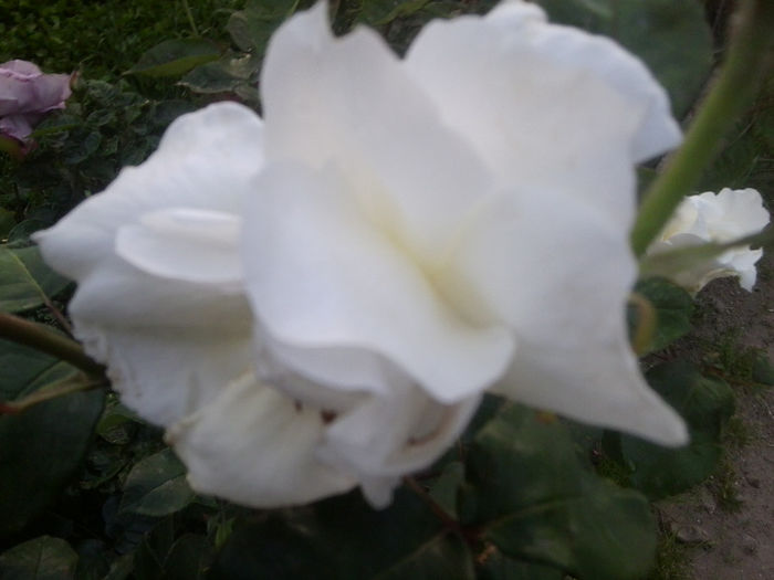 Fotografie0983 - roze2014