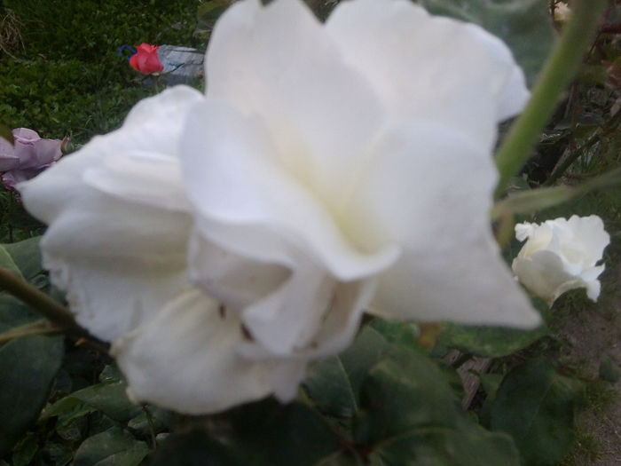 Fotografie0984 - roze2014