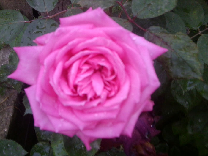 Fotografie0985 - roze2014