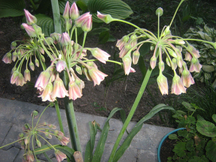 nectaroscordum siculum 001 - nectaroscordum sicullum 2014