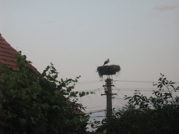 in natura