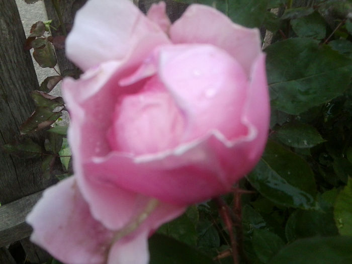 Fotografie0987 - roze2014