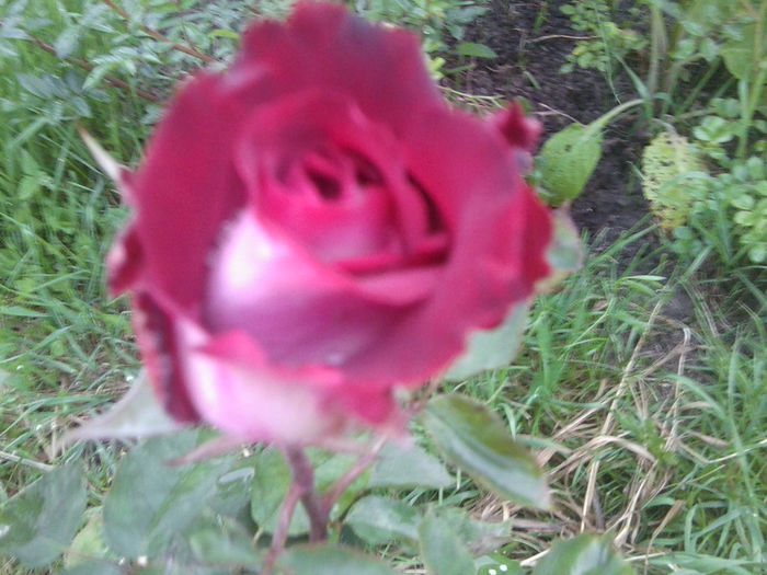 Fotografie0990 - roze2014