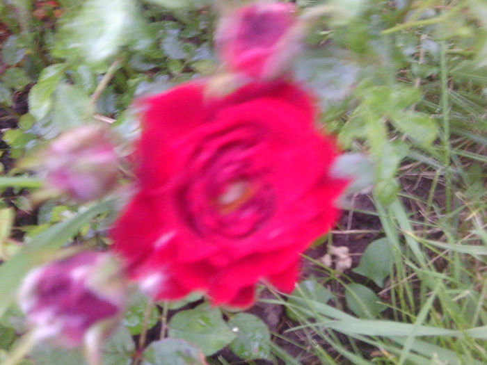 Fotografie0992 - roze2014