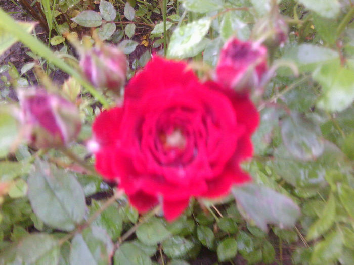 Fotografie0993 - roze2014