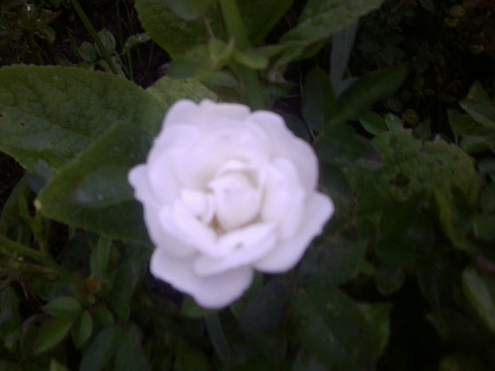 Fotografie0994 - roze2014