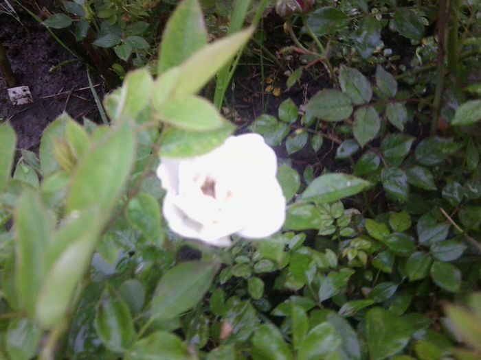 Fotografie0995 - roze2014