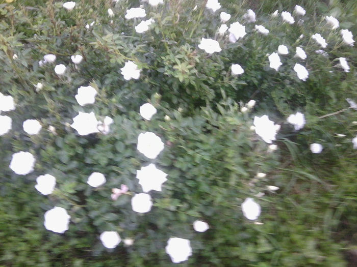 Fotografie0999 - roze2014