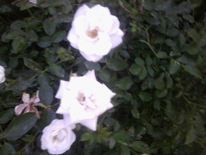 Fotografie1000 - roze2014