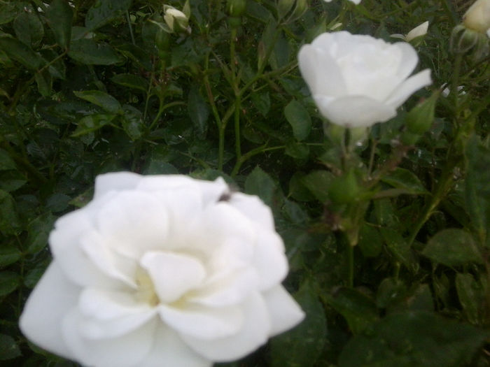 Fotografie1001 - roze2014