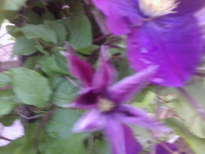 Fotografie1006 - roze2014